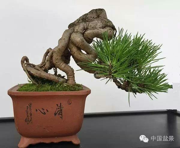 女性寸止挑战 共同维护清朗的挑战网络空间