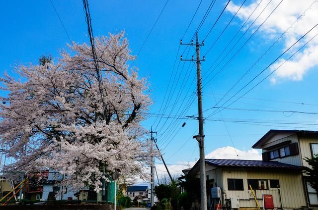 有趣的视频 音乐、有趣某种动物）