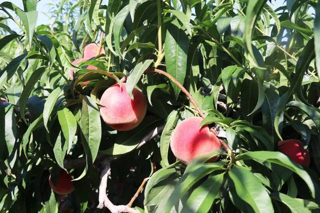 久久久久久精品免费老师自慰 