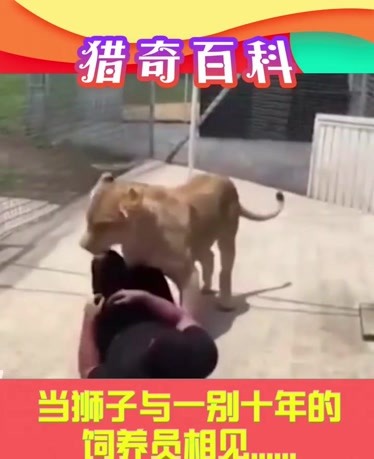 4虎视频在线观看