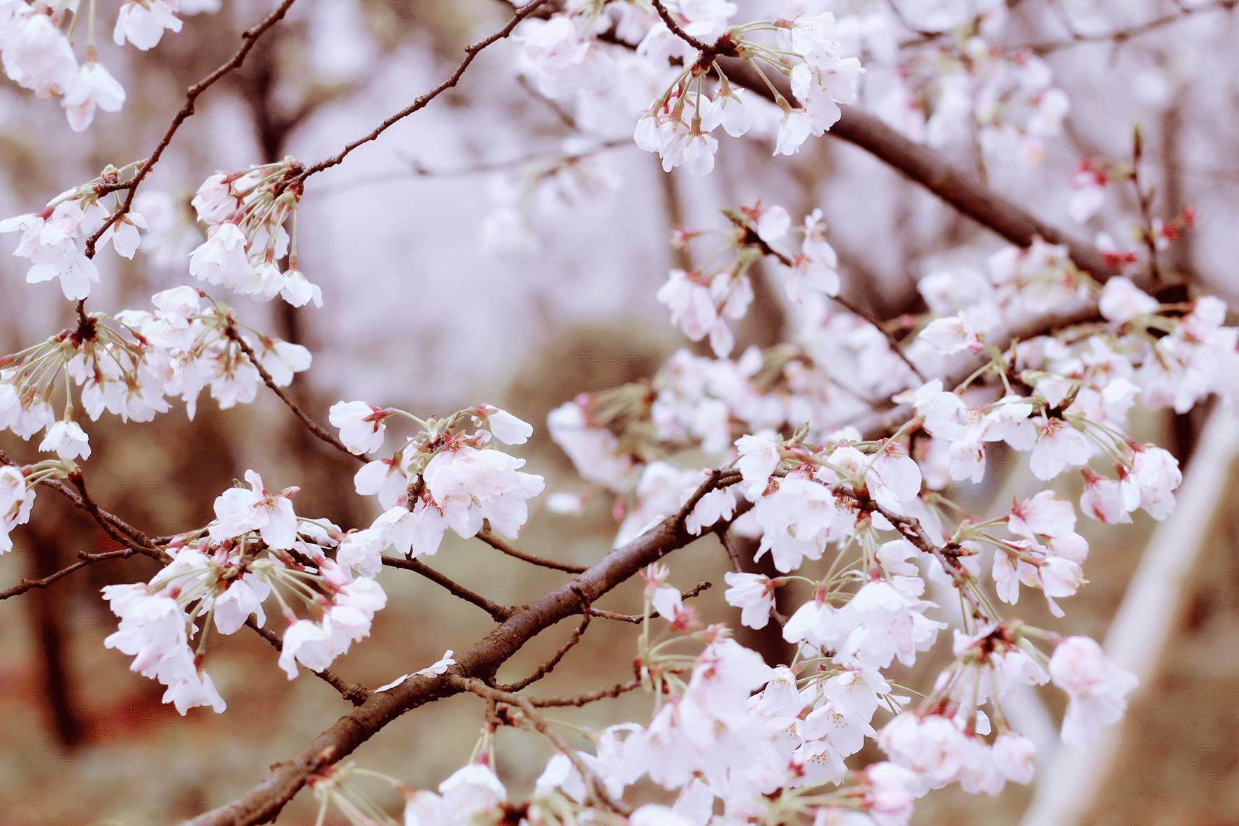 致命约会啄木鸟 凶手可能伪装成约会对象