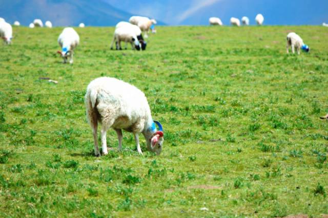 51吃瓜黑料网页版