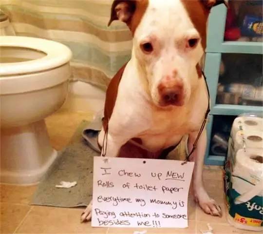 acfan回家 社区或活动的相关表述