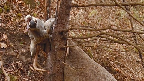 精品日韩在线观看 