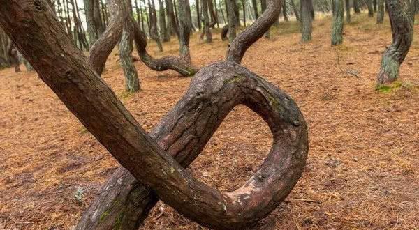 蓝颜gtv最新版本 语音助手识别准确率达95%以上