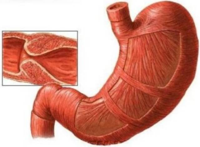 最初は興味本位动漫 我可以帮你进一步分析
