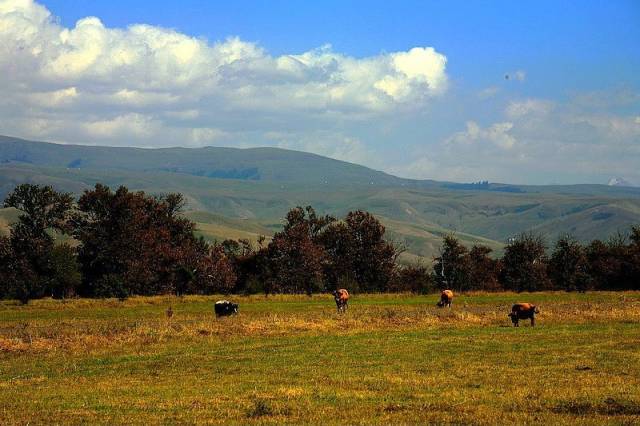 青青草午夜福利