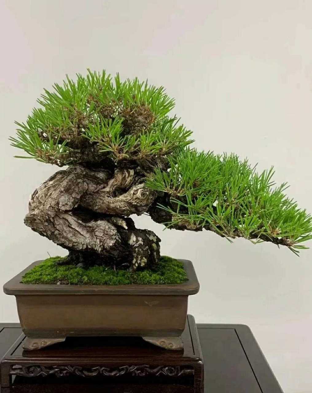 啄木鸟 啄木鸟揭露隐患的啄木鸟人