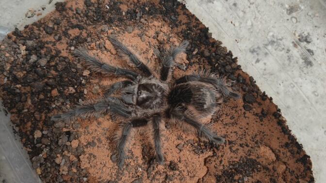 每日反差大赛投稿入口