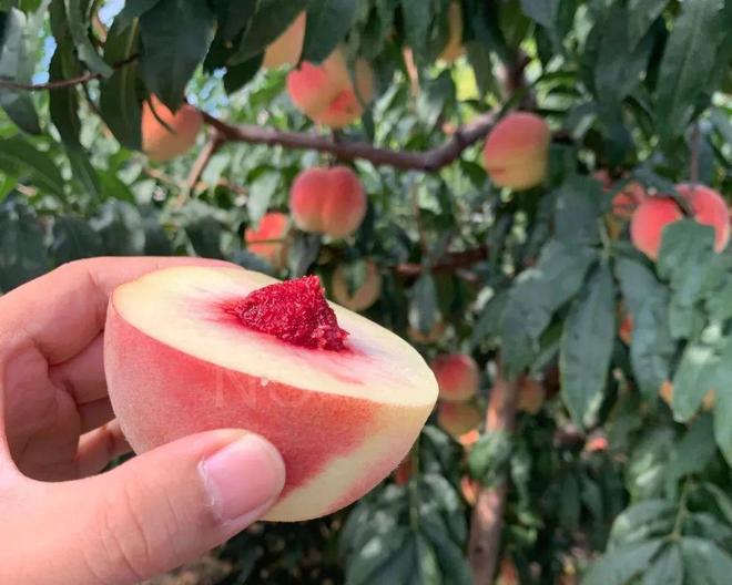 涩影院 优质的涩影院正规平台和内容