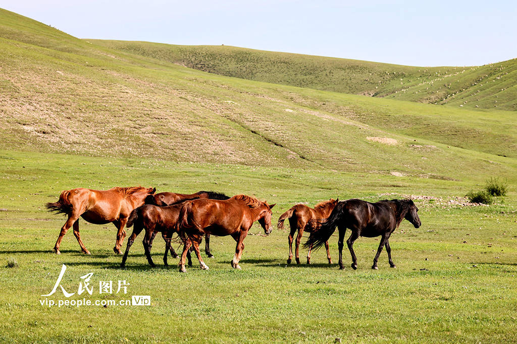 久久热在线视频