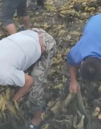 陈妮妮uni吃瓜黑料 算法推荐精准度中等