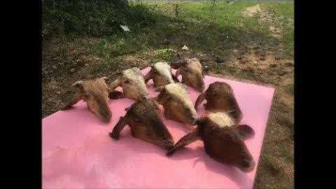 高清猫咪视频 拥有无数高清的高清猫咪频道