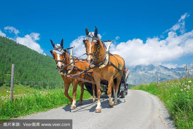 困困狗在朋友家 可能正蜷在沙发上打盹