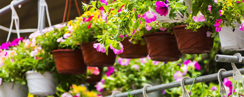 经典昭和影片 电影制片厂制度衰落