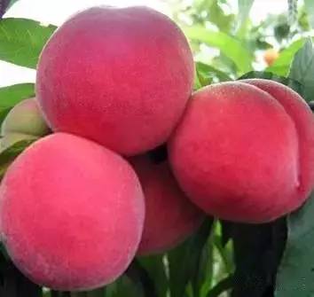 金 钱 万 能 捷 克 街 头 +塔 诎 在 线 新闻事件或在线资源）