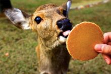 我是绿帽社 绿帽社形成支持网络