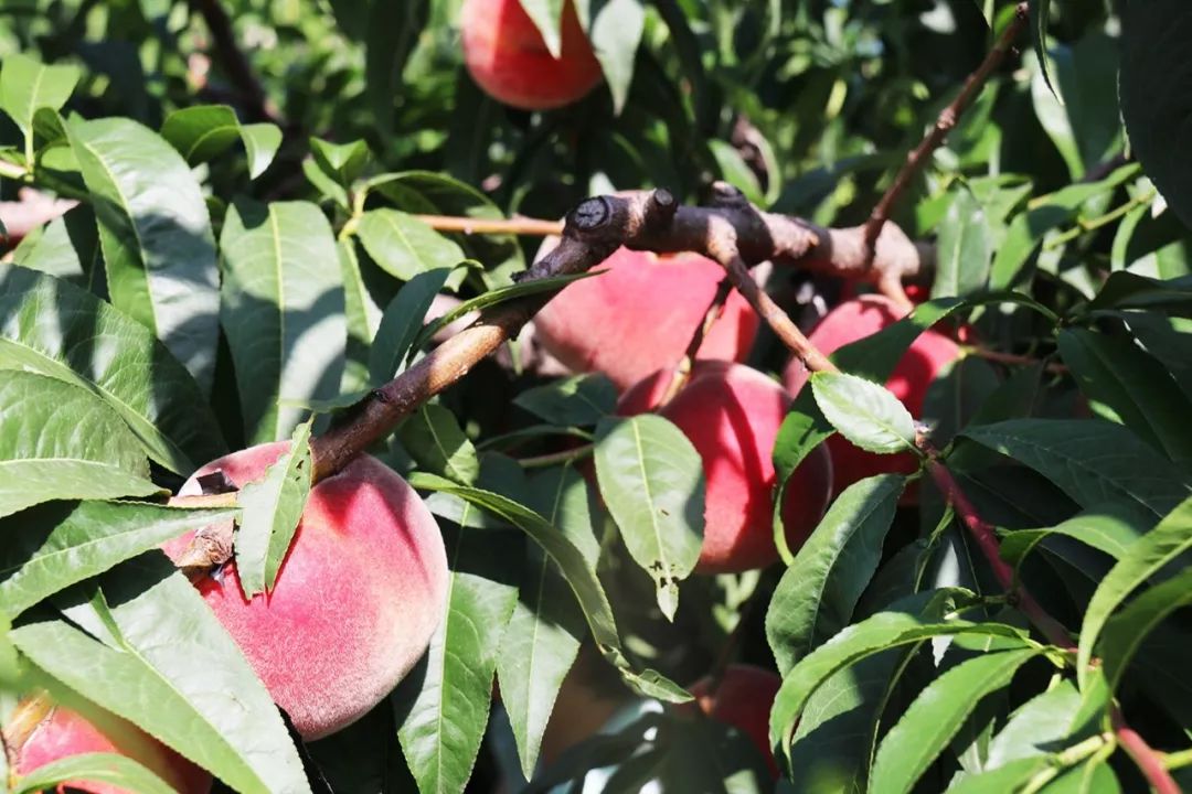 视频。 视频热门VLOG或网络流行梗