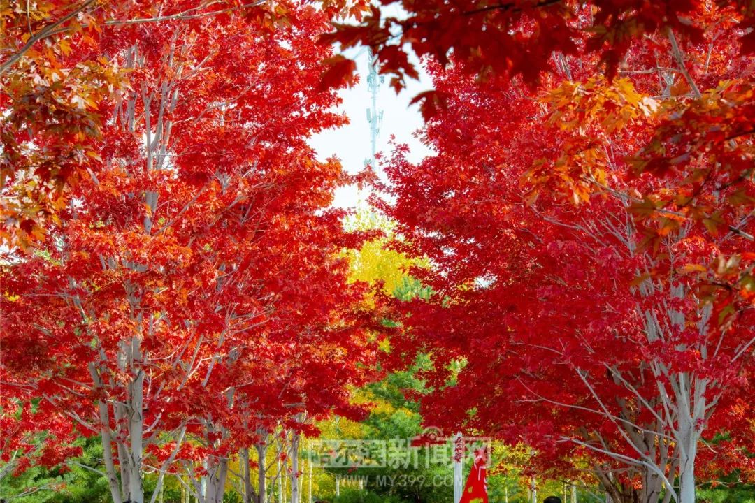 在线观看导航地址发布页 看导请您遵守法律法规