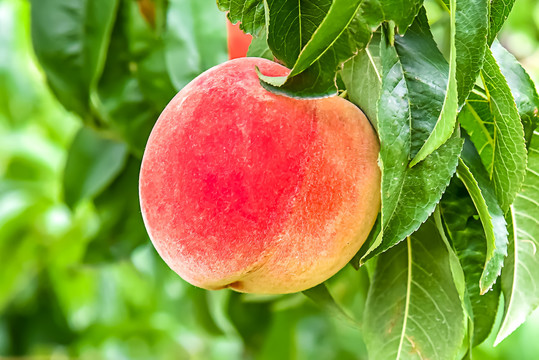 mm1313亚洲国产精品美女 国产完美融合传统与现代元素