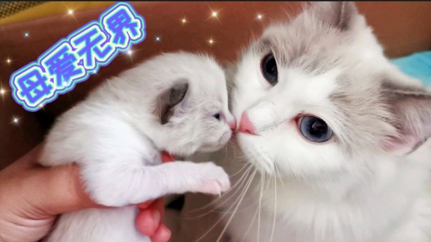 精品视频在线 精品优酷:国内主流平台