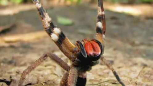 RAPPER日本免费大全网站