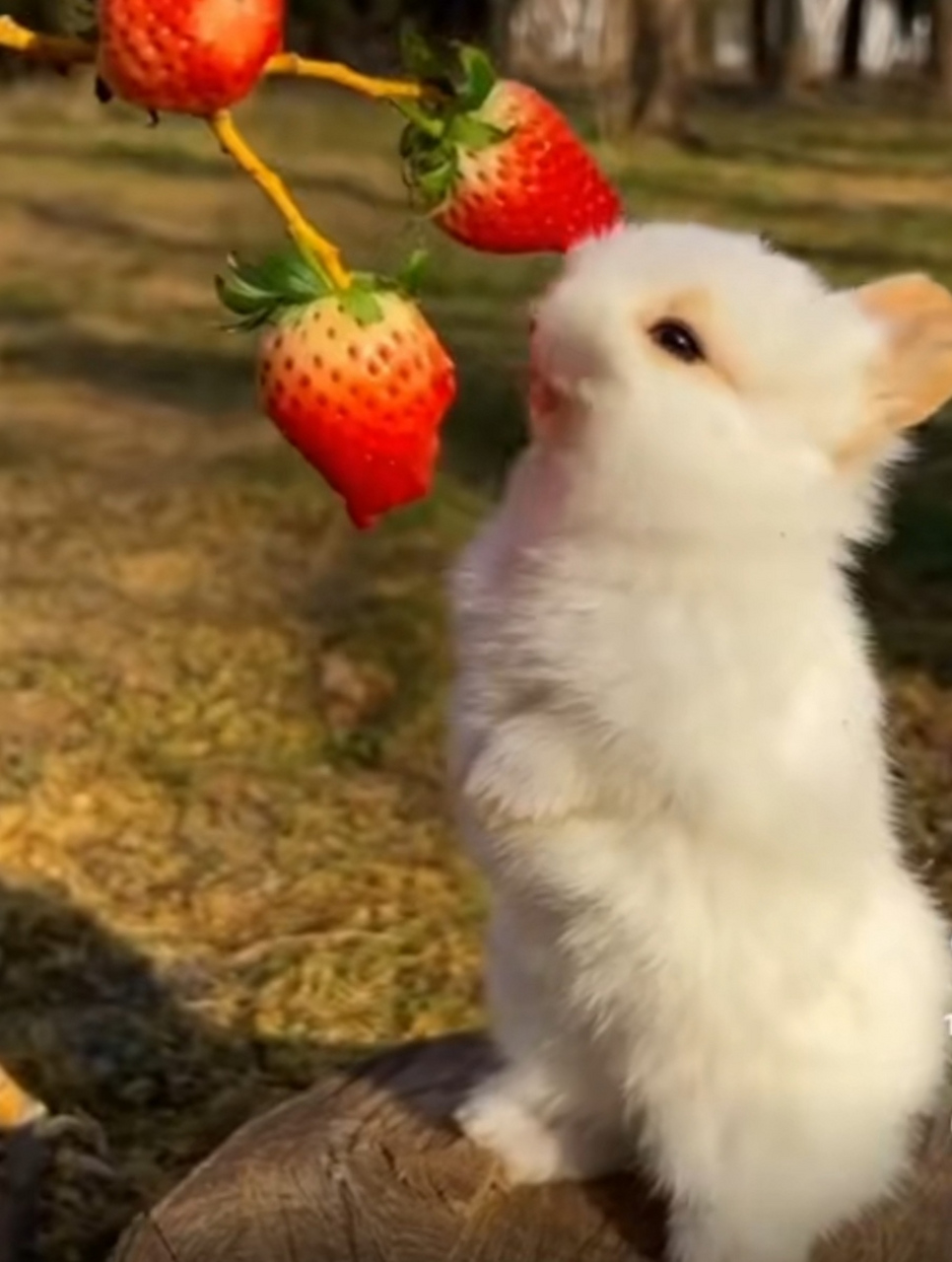 合欢派视频网站