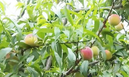 国产在线精品一区二区不卡顿