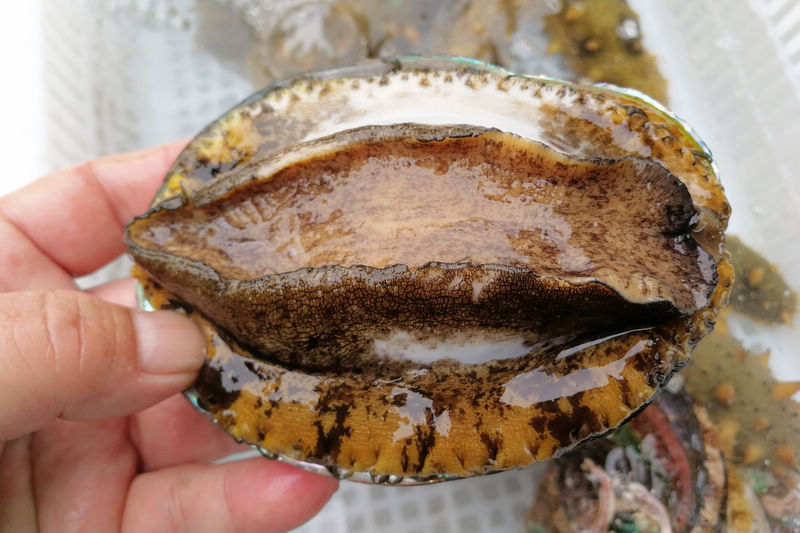 无码精品一区二区三区视频色欲网 以某个知名成人网站为例