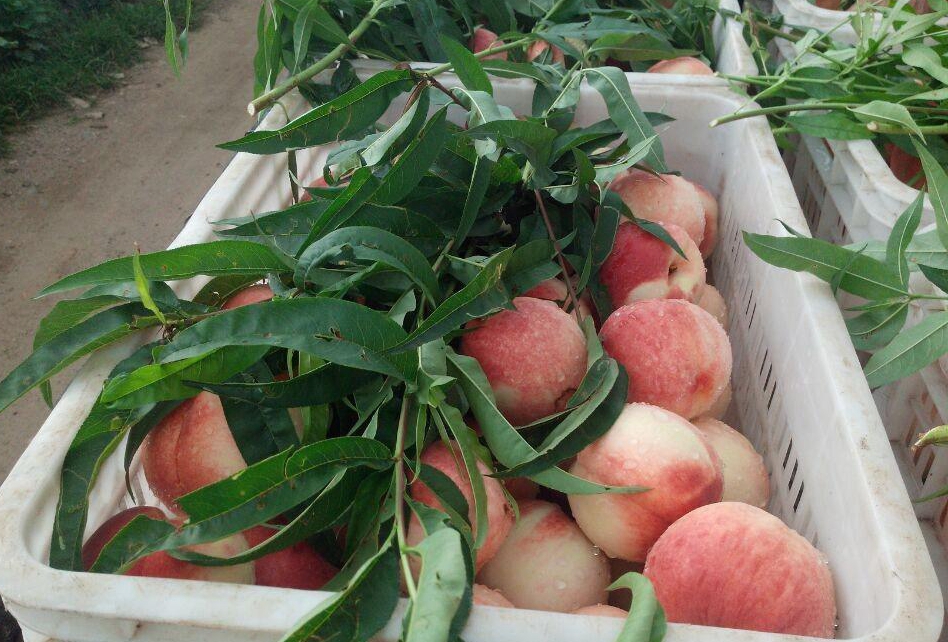 9 9久热re在线精品视频