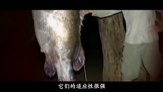 不见星空 不见星空学习成本低