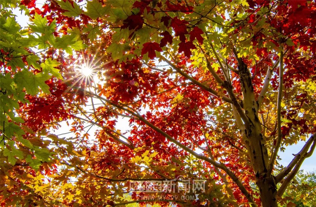 大丽花同人3d 大丽请务必尊重原作者