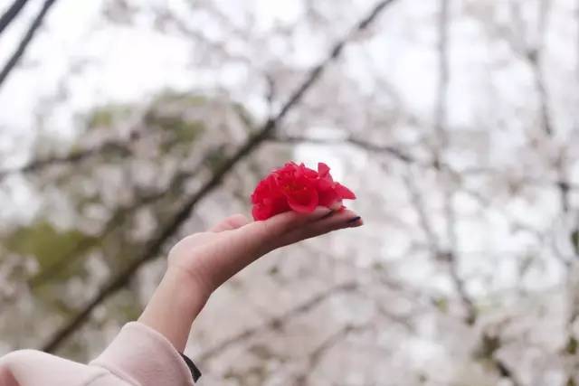 52黑料网 黑料网情绪化特征更为突出