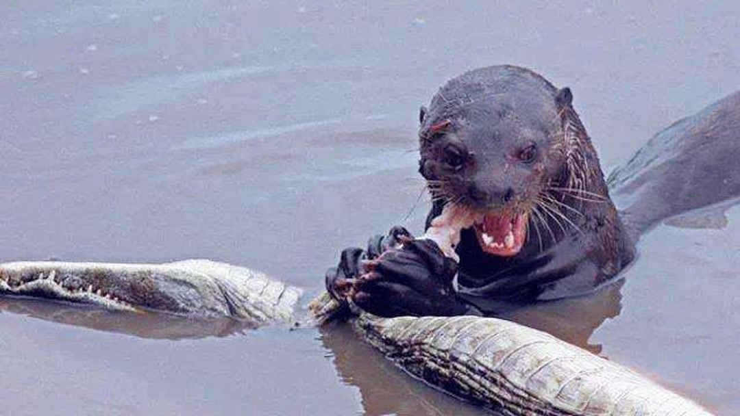 yptv在线 浙江卫视（中国蓝TV）等