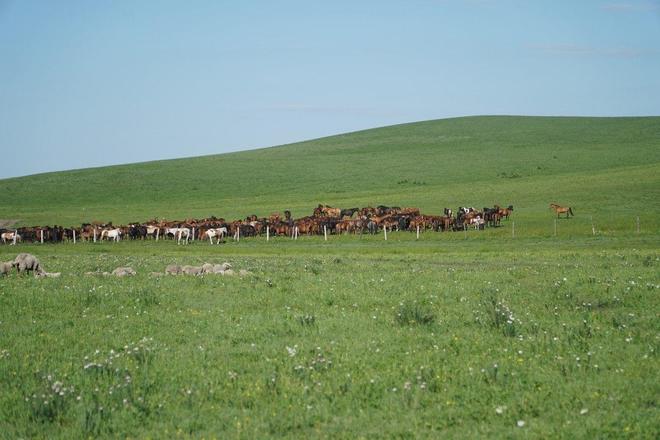 啄木鸟工作 啄木作避免凿木时脑损伤