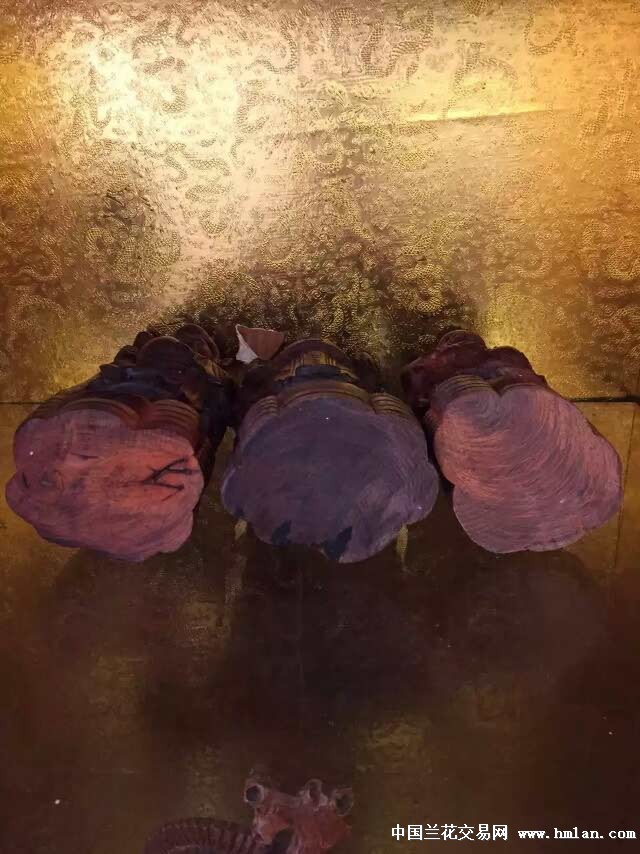 每日黑料不打烊