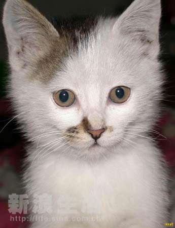 一只桃桃 只桃桃还是只桃桃其他什么