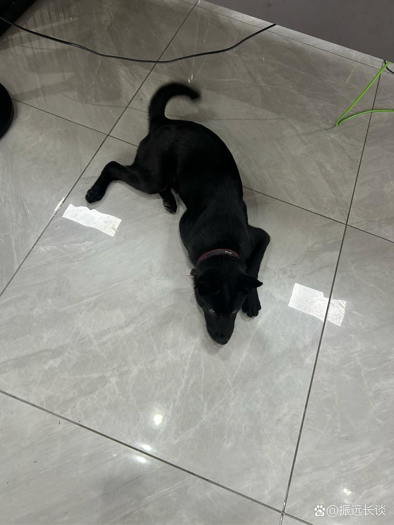 未删减的日本已婚强奸 已婚仅作事实与现状分析