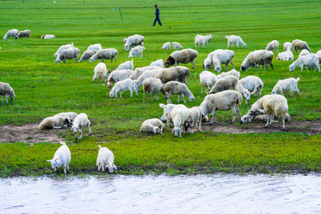 拍到龙的视频 视频伪造或艺术创作