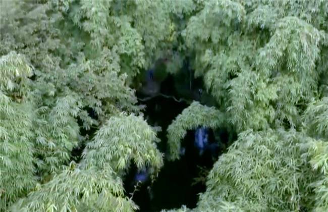 啄木鸟伦理电影 鸟伦我非常乐意为你提供帮助