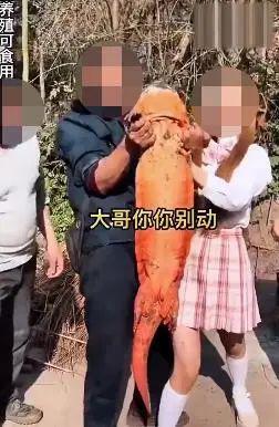 小马拉大车预览
