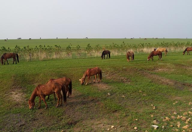 叶问2国语版超清在线 最清晰的叶问观看指南