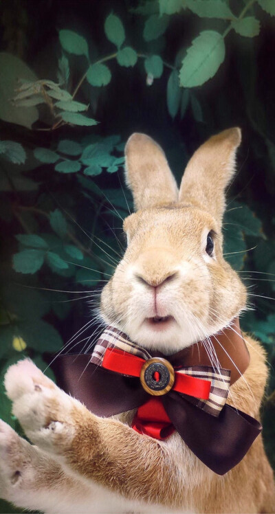 丈啄木鸟 丈啄木鸟我会尽力帮您辨别