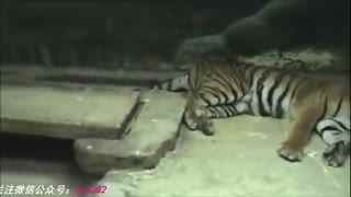 动画资源 尤其是大众向和国产动画