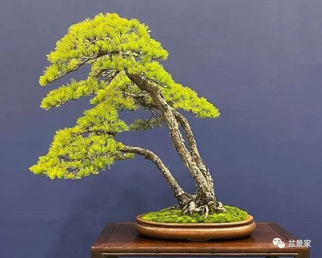 精品呦啊呦V视频在线观看 精品多看看推荐栏目