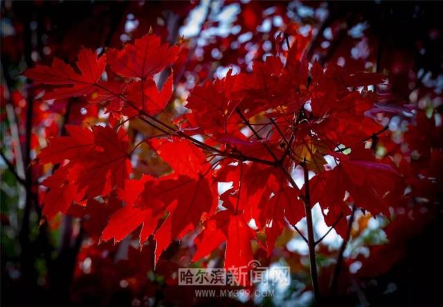 无限大山 无限大山可能暗喻道法自然中